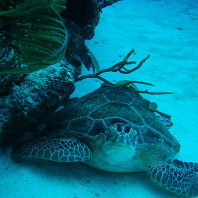 Turtle underwater photo